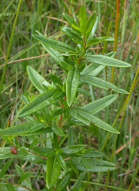 Dense-flowered St. John's-wort