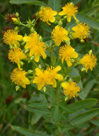 Dense-flowered St. John's-wort