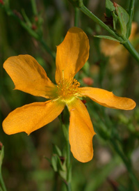 Coppery St. John's-wort