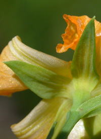 Coppery St. John's-wort