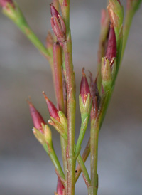 Orange-grass