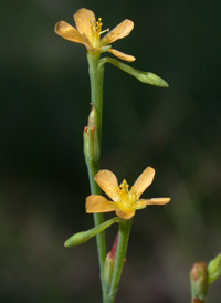 Orange-grass