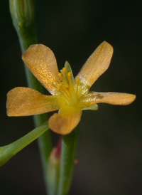 Orange-grass