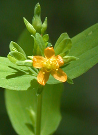 Dwarf St. John's-wort