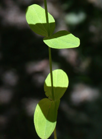 Dwarf St. John's-wort