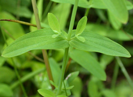 Dwarf St. John's-wort