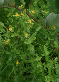 Dwarf St. John's-wort