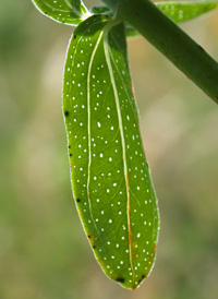 Perforate St. John's-wort