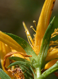 Perforate St. John's-wort