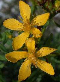 Perforate St. John's-wort