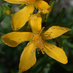 Perforate St. John's-wort Perforate St. John's-wort