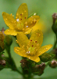 Spotted St. John's-wort