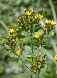 Spotted St. John's-wort