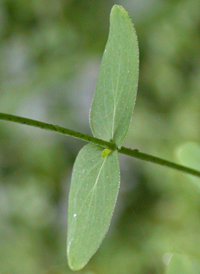 Spotted St. John's-wort