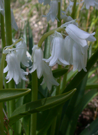 Hybrid Bluebell