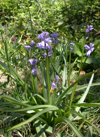 Hybrid Bluebell