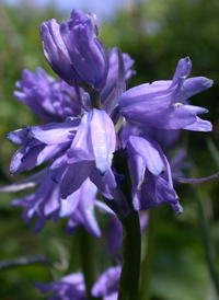 Hybrid Bluebell