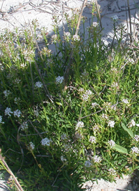 Evergreen Candytuft