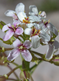 Evergreen Candytuft