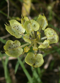 Umbellate Candytuft