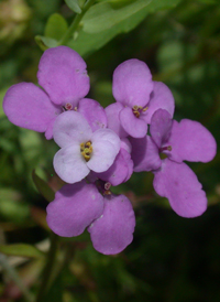 Umbellate Candytuft