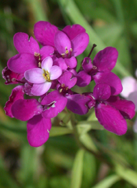 Umbellate Candytuft