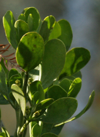 American Mistletoe