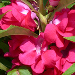 Rose Balsam Rose Balsam