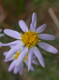 Stiff Aster