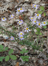 Stiff Aster