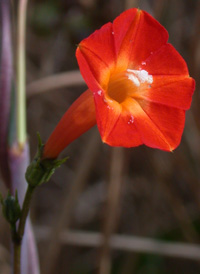 Small Red Morning-glory