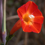 Small Red Morning-glory Small Red Morning-glory