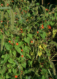 Small Red Morning-glory