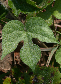 Ivy-leaved Morning-glory