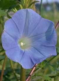 Ivy-leaved Morning-glory