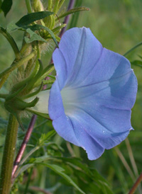 Ivy-leaved Morning-glory