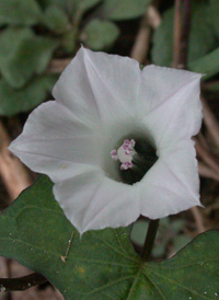 Small White Morning-glory