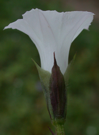 Small White Morning-glory