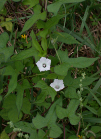 Small White Morning-glory