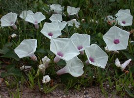 Wild Potato-vine