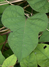 Wild Potato-vine