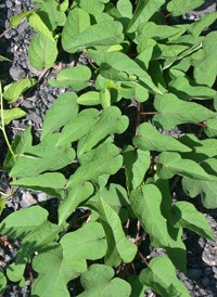 Wild Potato-vine