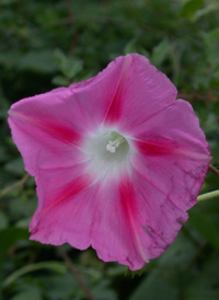 Common Morning-glory