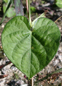 Common Morning-glory