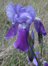 Bearded Iris