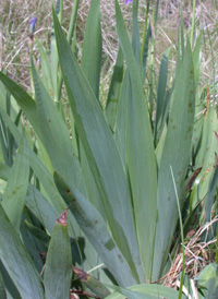 Bearded Iris