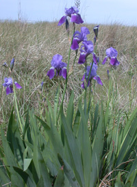 Bearded Iris