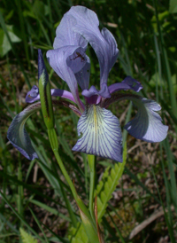 Slender Blue Flag