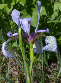 Slender Blue Flag