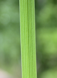 Slender Blue Flag
